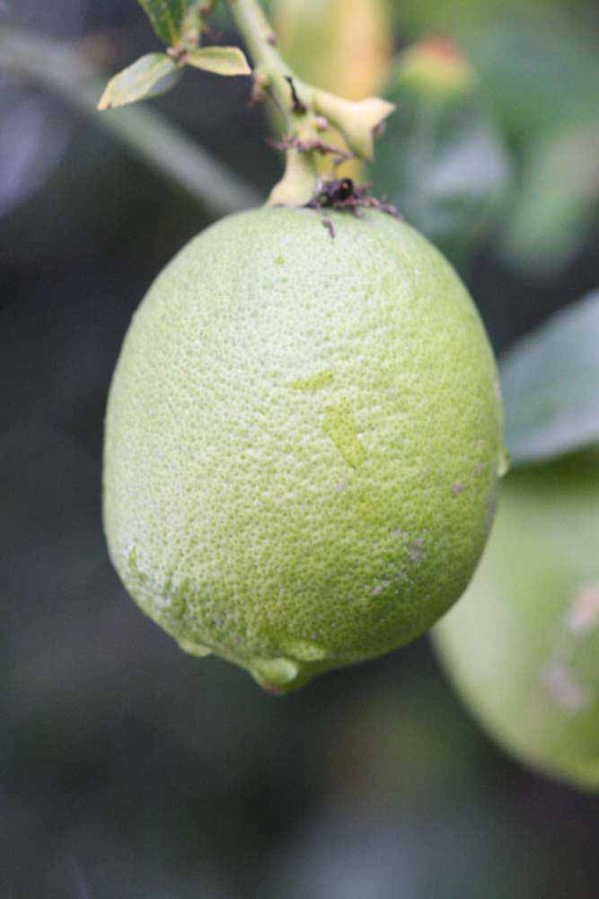            Fruit (Egyptian, Riverside, CA)   